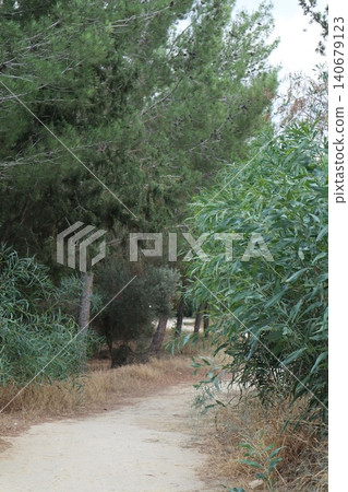 Walking path in public park, eucalyptus, fir, spruce, deciduous trees. Concrete pathway in park leading to road. Dirt path through a forest of trees. Walking path in public park, eucalyptus, fir, spruce, deciduous trees. Concrete pathway in park leading to road. Dirt path through a forest of trees. 140679123
