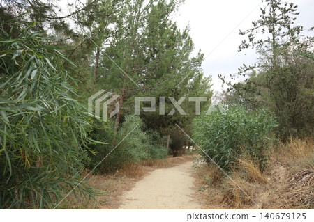 Walking path in public park, eucalyptus, fir, spruce, deciduous trees. Concrete pathway in park leading to road. Dirt path through a forest of trees. Walking path in public park, eucalyptus, fir, spruce, deciduous trees. Concrete pathway in park leading to road. Dirt path through a forest of trees. 140679125