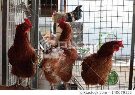 Close-up shot of chickens. Poultry farming. Close-up shot of chickens. Poultry farming. 140679132