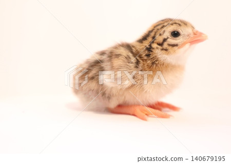 Baby guinea fowl chick portrait. Close-up of cute baby guinea fowl. Baby guinea fowl chick portrait. Close-up of cute baby guinea fowl. 140679195