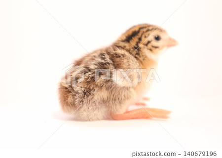 Baby guinea fowl chick portrait. Close-up of cute baby guinea fowl. Baby guinea fowl chick portrait. Close-up of cute baby guinea fowl. 140679196