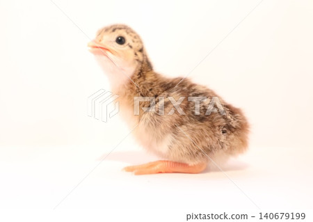 Baby guinea fowl chick portrait. Close-up of cute baby guinea fowl. Baby guinea fowl chick portrait. Close-up of cute baby guinea fowl. 140679199