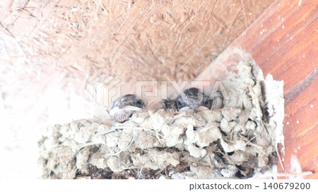 A close-up shot of swallow chicks in a nest. Baby birds sleeping in a nest. A close-up shot of swallow chicks in a nest. Baby birds sleeping in a nest. 140679200