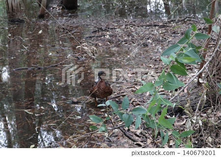 A close-up shot of a duck. Waterfowl in the wild. A close-up shot of a duck. Waterfowl in the wild. 140679201