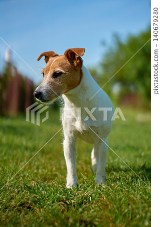 Jack Russell terrier dog standing on grass Jack Russell terrier dog standing on grass 140679280