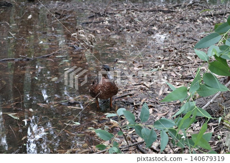 A close-up shot of a duck. Waterfowl in the wild. A close-up shot of a duck. Waterfowl in the wild. 140679319