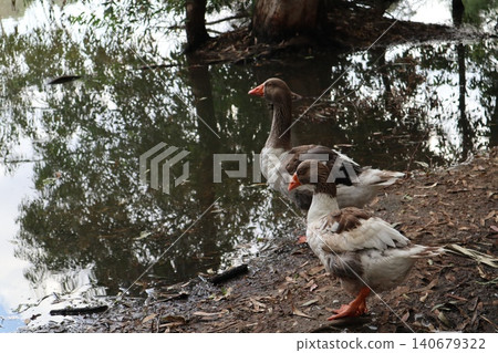 Geese stroll near a freshwater pond in a public park. Waterfowl in the wild. Geese stroll near a freshwater pond in a public park. Waterfowl in the wild. 140679322