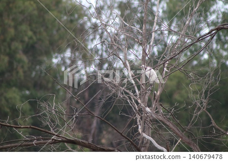 A white heron perches on a treetop. A pond with waterfowl is in the middle of a public park. A white heron perches on a treetop. A pond with waterfowl is in the middle of a public park. 140679478