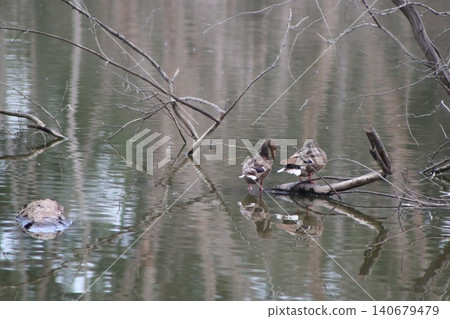 A close-up shot of a ducks. Waterfowl in the wild. A close-up shot of a ducks. Waterfowl in the wild. 140679479