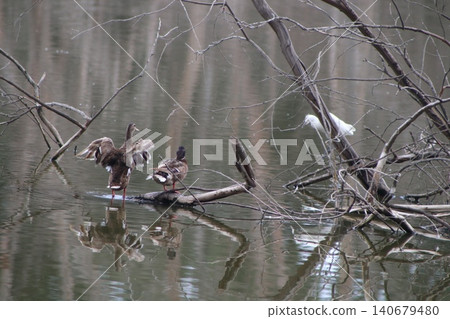 A close-up shot of a ducks. Waterfowl in the wild. A close-up shot of a ducks. Waterfowl in the wild. 140679480