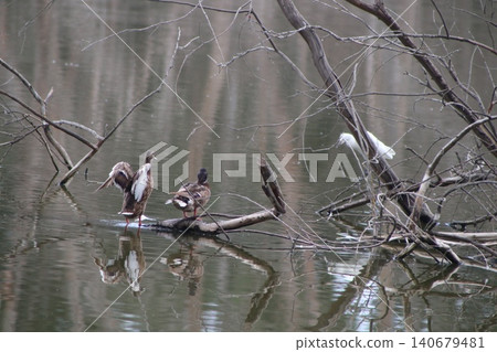 A close-up shot of a ducks. Waterfowl in the wild. A close-up shot of a ducks. Waterfowl in the wild. 140679481