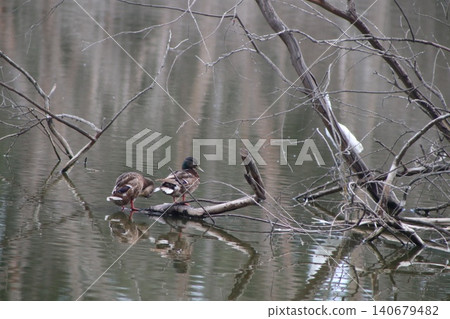 A close-up shot of a ducks. Waterfowl in the wild. A close-up shot of a ducks. Waterfowl in the wild. 140679482