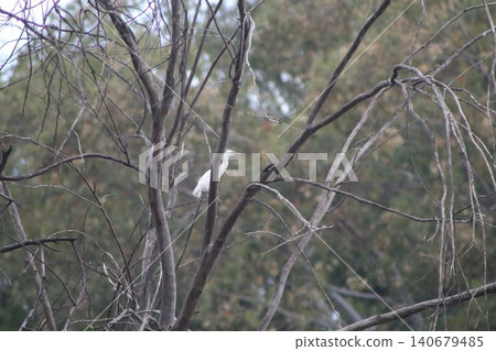 A white heron perches on a treetop. A pond with waterfowl is in the middle of a public park. A white heron perches on a treetop. A pond with waterfowl is in the middle of a public park. 140679485