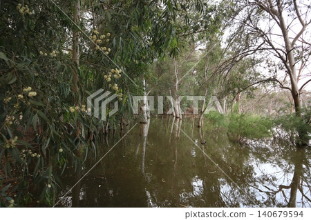 Flooded forest landscape with bare tree. A close-up shot of a eucalyptus tree in bloom. Flooded forest landscape with bare tree. A close-up shot of a eucalyptus tree in bloom. 140679594