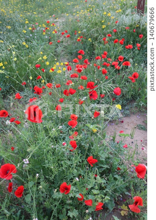 A close-up shot of red poppies and orange daisies. Wildflowers bloom in spring. A close-up shot of red poppies and orange daisies. Wildflowers bloom in spring. 140679666