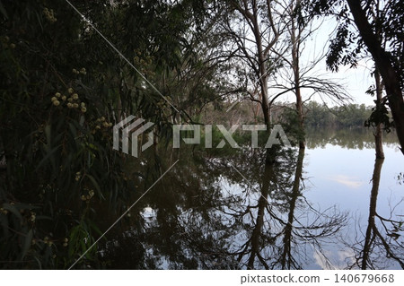 Flooded forest landscape with bare tree. A close-up shot of a eucalyptus tree in bloom. Flooded forest landscape with bare tree. A close-up shot of a eucalyptus tree in bloom. 140679668