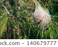 Nest of pine processionary caterpillars on a pine tree in Turkey. Destructive forest pest causing defoliation, ecological damage and health risks for humans and animals. 140679777