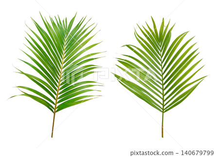 Palm and coconut green leaf tropical plant isolated on white background. Palm and coconut green leaf tropical plant isolated on white background. 140679799