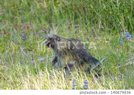 Wild American porcupines (Canadian porcupines) seen in Kluane National Park, Yukon Territory, Canada. Wild American porcupines (Canadian porcupines) seen in Kluane National Park, Yukon Territory, Canada. 140679836