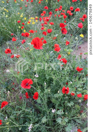 A close-up shot of red poppies and orange daisies. Wildflowers bloom in spring. A close-up shot of red poppies and orange daisies. Wildflowers bloom in spring. 140679849