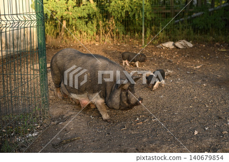 large pig walks across a sunlit enclosure, its form highlighted by warm tones. 140679854