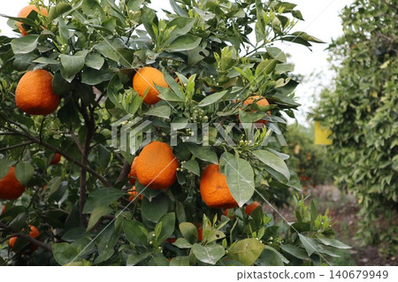 A close-up shot of orange trees in a garden in spring. Orange trees in bloom and with ripe fruit in a citrus orchard. A close-up shot of orange trees in a garden in spring. Orange trees in bloom and with ripe fruit in a citrus orchard. 140679949