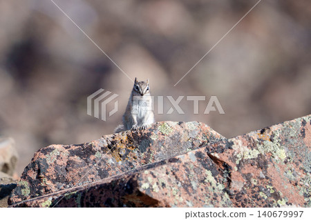 A wild pygmy chipmunk (the world's smallest chipmunk) spotted in Kluane National Park, Yukon Territory, Canada. (Wildlife footage) A wild pygmy chipmunk (the world's smallest chipmunk) spotted in Kluane National Park, Yukon Territory, Canada. (Wildlife footage) 140679997