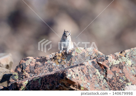 A wild pygmy chipmunk (the world's smallest chipmunk) spotted in Kluane National Park, Yukon Territory, Canada. (Wildlife footage) A wild pygmy chipmunk (the world's smallest chipmunk) spotted in Kluane National Park, Yukon Territory, Canada. (Wildlife footage) 140679998