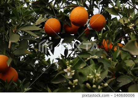 A close-up shot of orange trees in a garden in spring. Orange trees in bloom and with ripe fruit in a citrus orchard. A close-up shot of orange trees in a garden in spring. Orange trees in bloom and with ripe fruit in a citrus orchard. 140680006