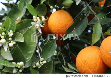A close-up shot of orange trees in a garden in spring. Orange trees in bloom and with ripe fruit in a citrus orchard. A close-up shot of orange trees in a garden in spring. Orange trees in bloom and with ripe fruit in a citrus orchard. 140680007