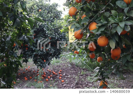 A close-up shot of orange trees in a garden in spring. Orange trees in bloom and with ripe fruit in a citrus orchard. A close-up shot of orange trees in a garden in spring. Orange trees in bloom and with ripe fruit in a citrus orchard. 140680039