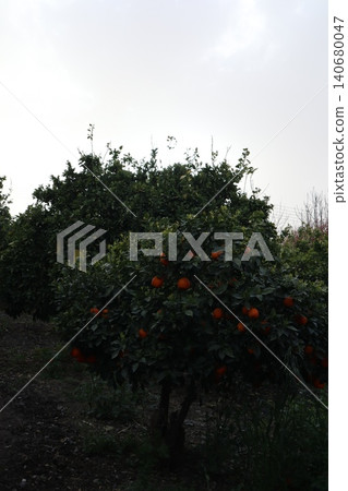 A close-up shot of orange trees in a garden in spring. Orange trees in bloom and with ripe fruit in a citrus orchard. A close-up shot of orange trees in a garden in spring. Orange trees in bloom and with ripe fruit in a citrus orchard. 140680047