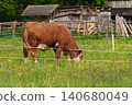 Brown cow grazing on green pasture with yellow flowers representing agricultural life in rural area. 140680049