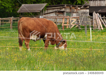 Brown cow grazing on green pasture with yellow flowers representing agricultural life in rural area. Brown cow grazing on green pasture with yellow flowers representing agricultural life in rural area. 140680049