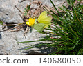 Green butterflies on a yellow flower during mating season. 140680050