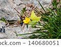 Yellow butterfly on buttercup during mating season showing courtship and ecological behavior. 140680051