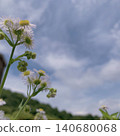 White flowers blooming toward the blue sky White flowers blooming toward the blue sky 140680068