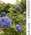 Hydrangea blooming in the clear of the rainy season Hydrangea blooming in the clear of the rainy season 140680069