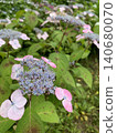 Blue hydrangea Blue hydrangea 140680070