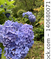 Blue hydrangea Blue hydrangea 140680071