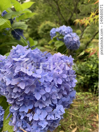 藍色繡球花 藍色繡球花 140680071