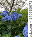 Hydrangea blooming in the clear of the rainy season Hydrangea blooming in the clear of the rainy season 140680072