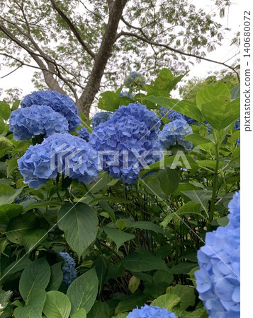 繡球花盛開在雨季的清除 繡球花盛開在雨季的清除 140680072