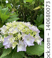 White hydrangea White hydrangea 140680073