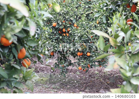 A close-up shot of orange trees in a garden in spring. Orange trees in bloom and with ripe fruit in a citrus orchard. A close-up shot of orange trees in a garden in spring. Orange trees in bloom and with ripe fruit in a citrus orchard. 140680103