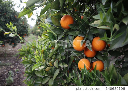 A close-up shot of orange trees in a garden in spring. Orange trees in bloom and with ripe fruit in a citrus orchard. 140680106