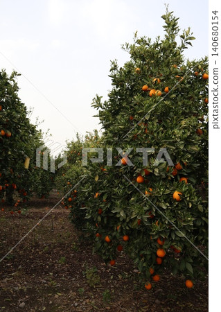 A close-up shot of orange trees in a garden in spring. Orange trees in bloom and with ripe fruit in a citrus orchard. A close-up shot of orange trees in a garden in spring. Orange trees in bloom and with ripe fruit in a citrus orchard. 140680154