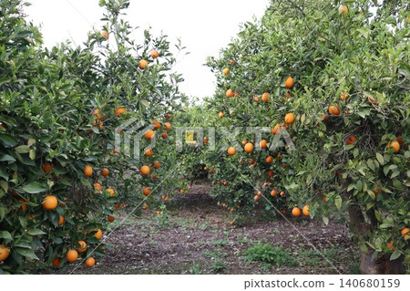A close-up shot of orange trees in a garden in spring. Orange trees in bloom and with ripe fruit in a citrus orchard. A close-up shot of orange trees in a garden in spring. Orange trees in bloom and with ripe fruit in a citrus orchard. 140680159