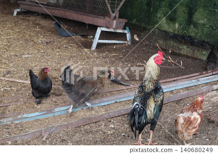 Close-up shot of chickens. Poultry farming. Close-up shot of chickens. Poultry farming. 140680249
