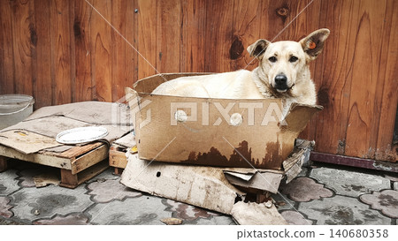 Dog cur resting and warming near wall Dog cur resting and warming near wall 140680358